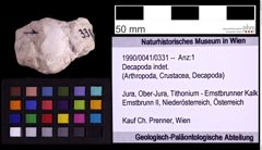 Foto (Objekt + Etiketten) von Decapoda indet. (NHMW-GEO-1990-0041-0331)